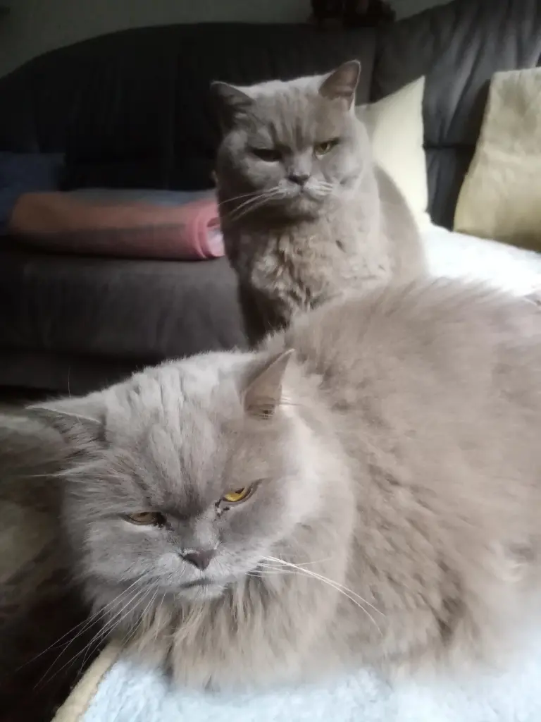 Jasper und Himmeltau