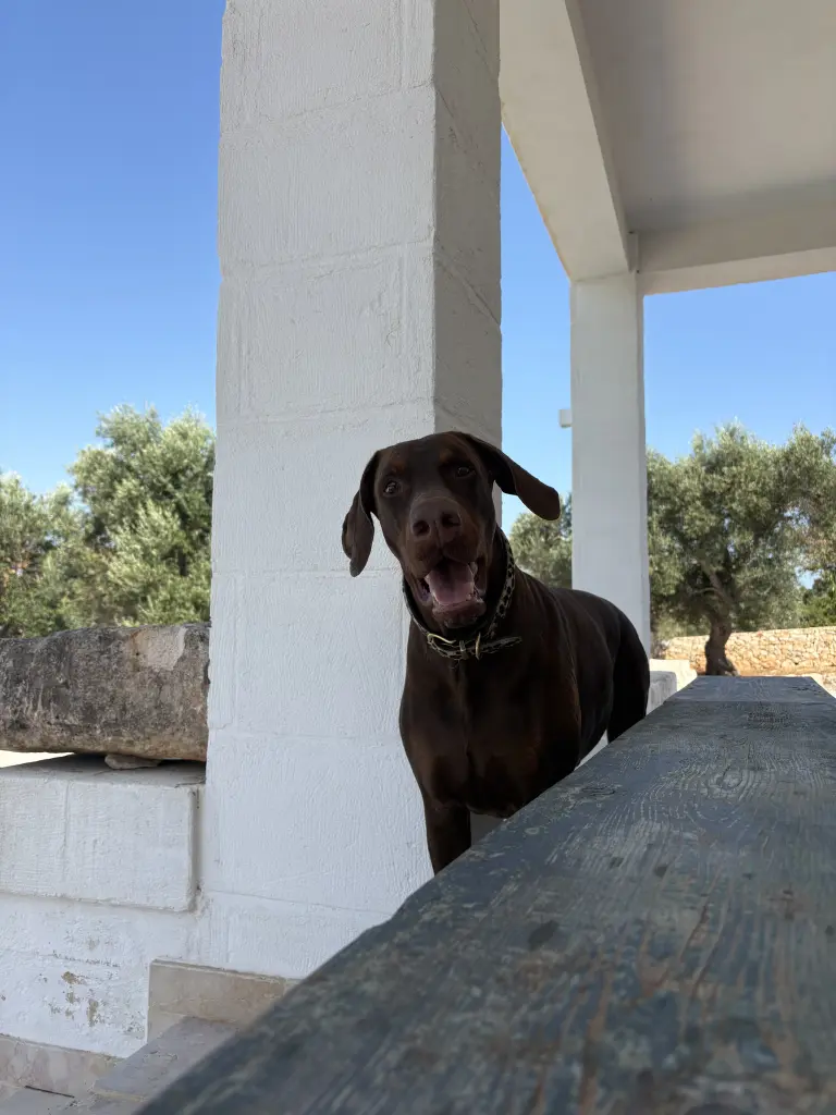 Image from Belvedere