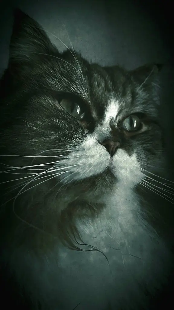 Image from Horus