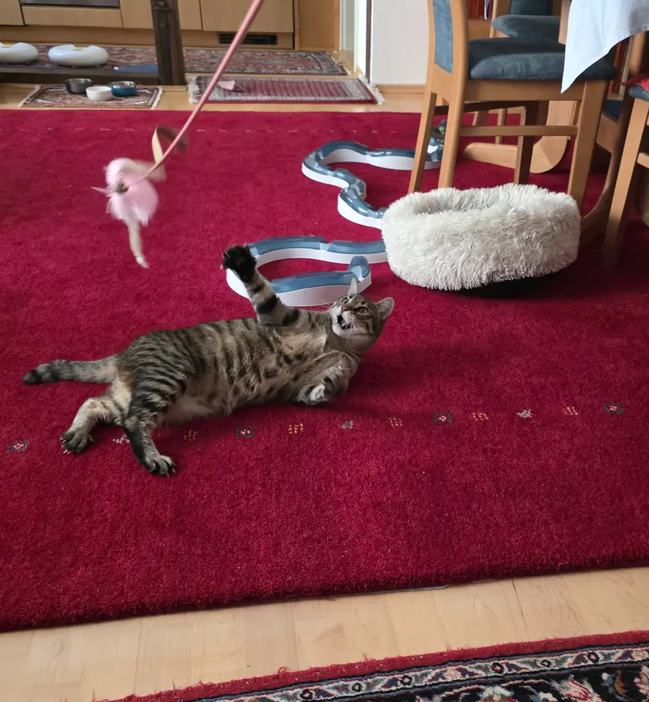 Image from Pintschi