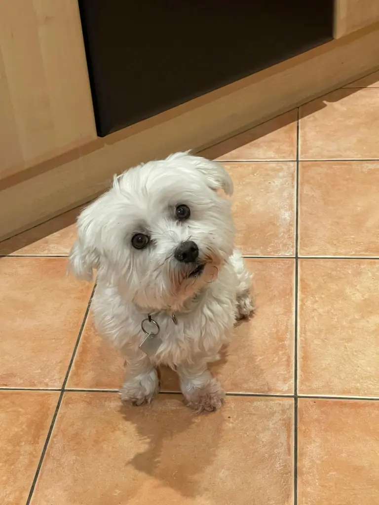 Bild von Rocky