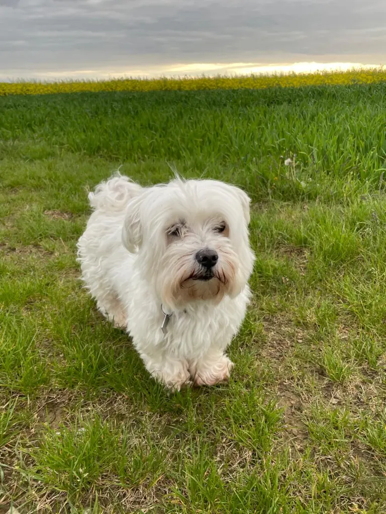 Bild von Rocky