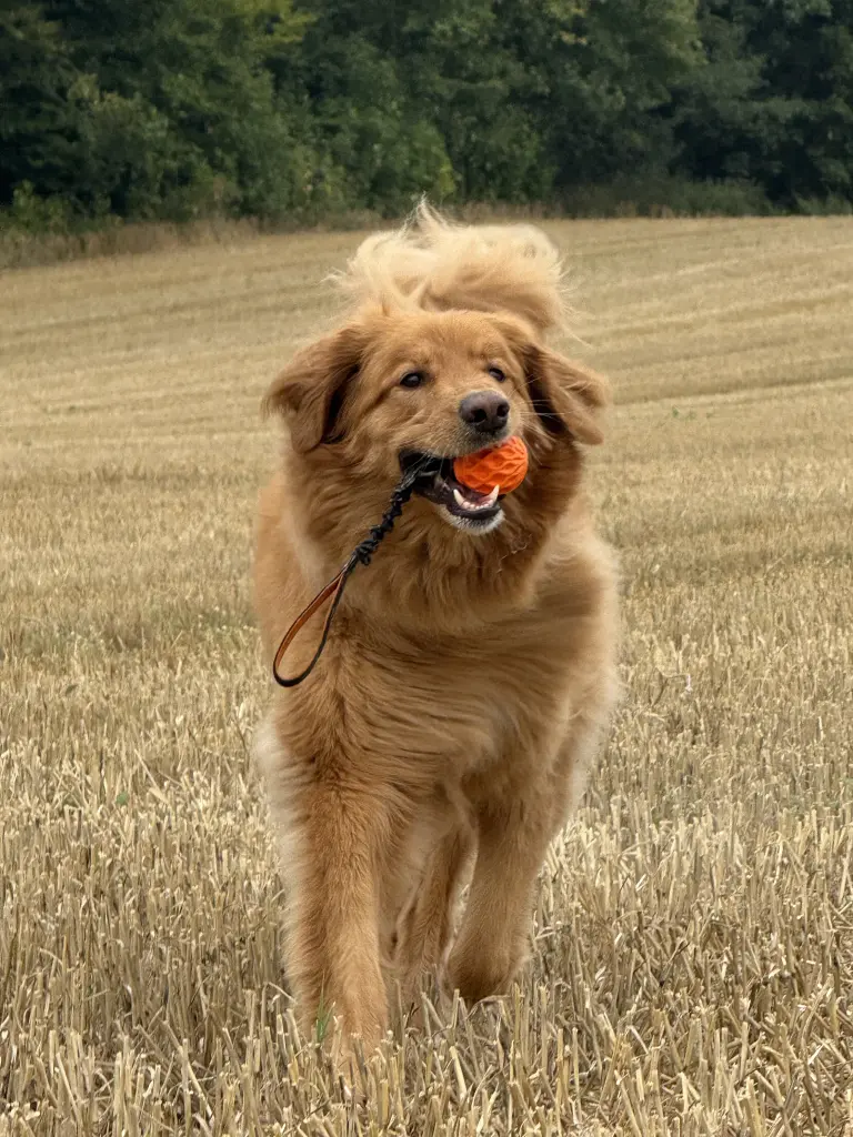 Simba