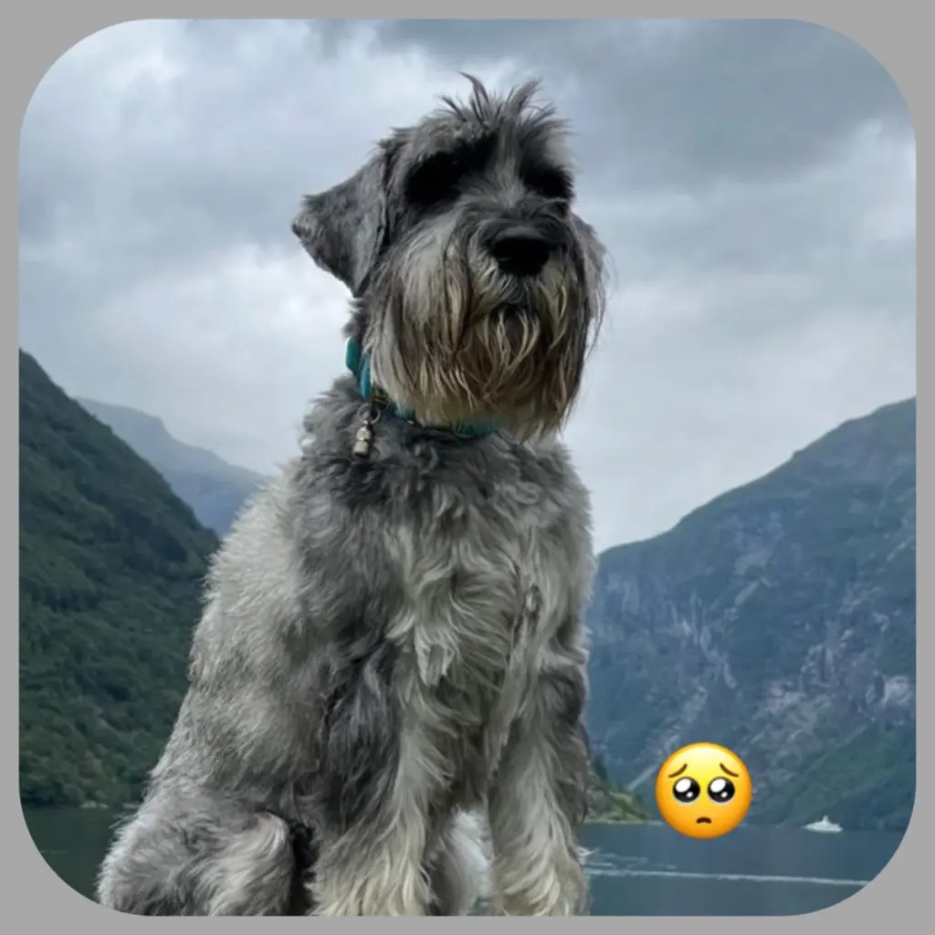 Image from Kaja