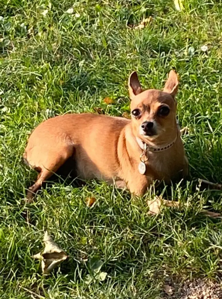 Image from Ginger