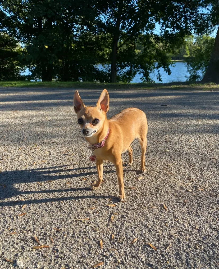 Image from Ginger