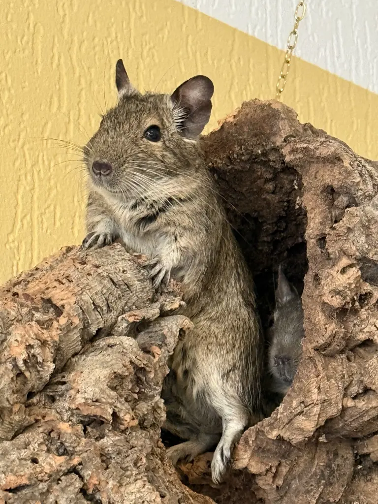 Du liebe Maus