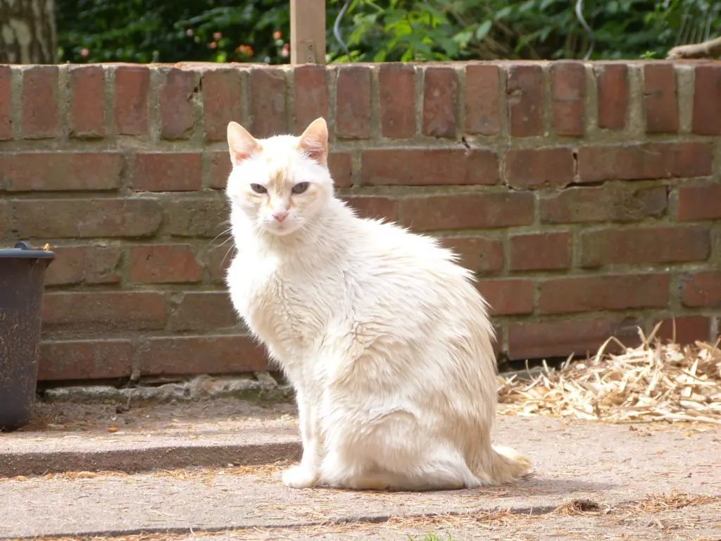 Image from Gato