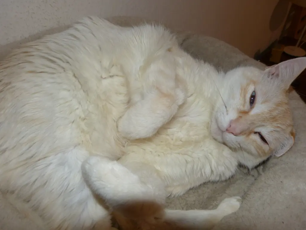 Image from Gato