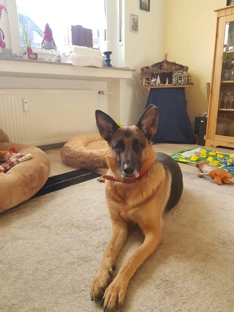 Mein Seelenhund