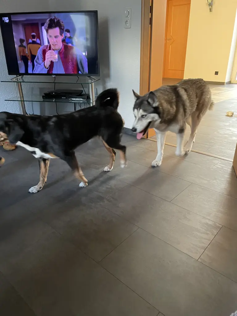 Image from Ronja