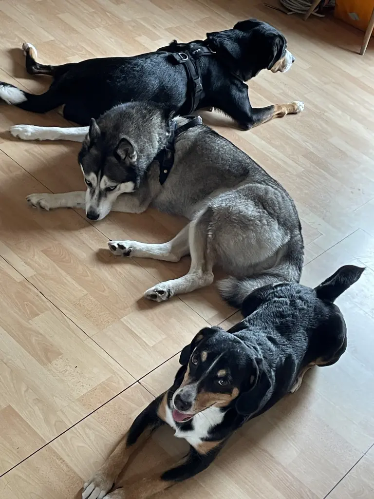 Image from Ronja