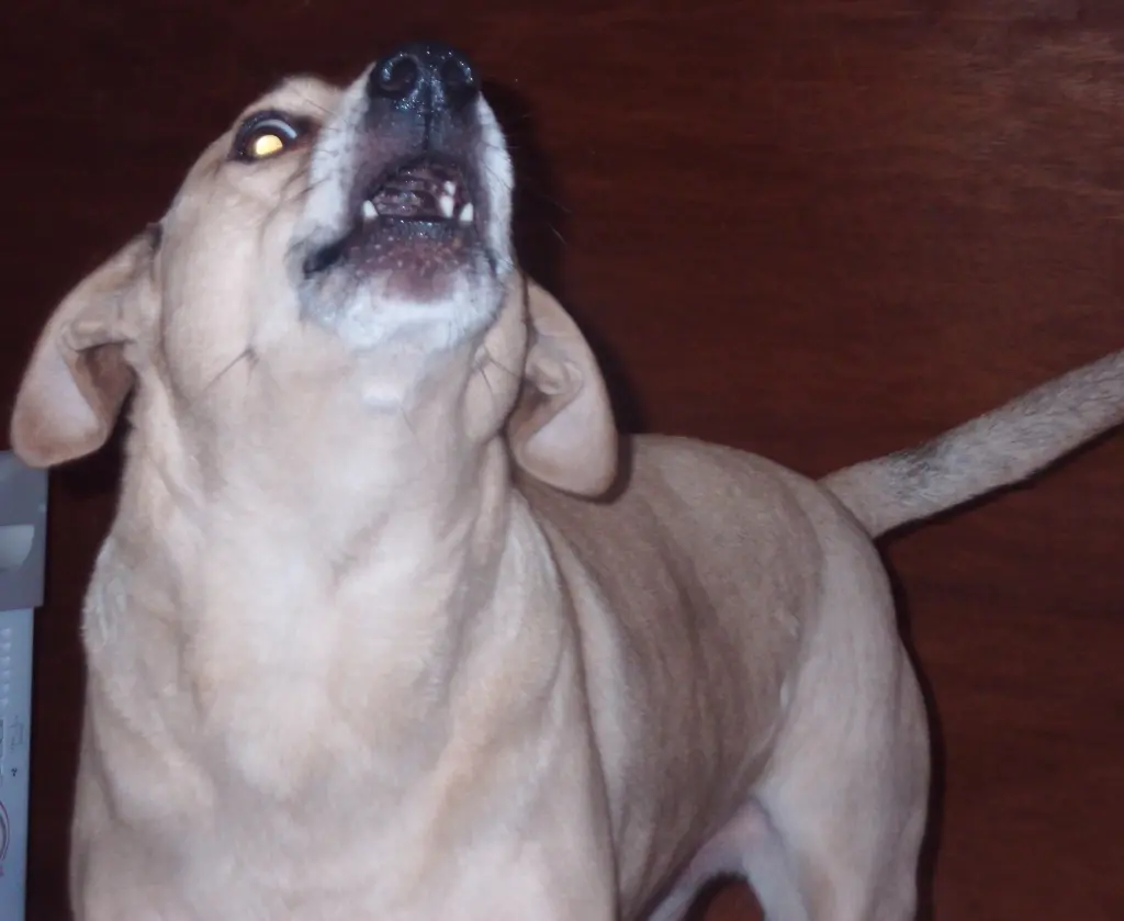 Andachtsbild von Familie Barrett