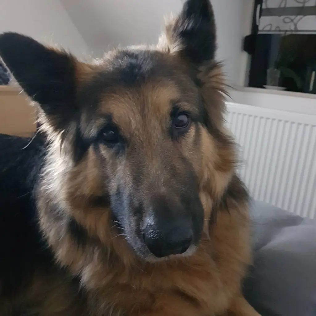 Andachtsbild von Helmut