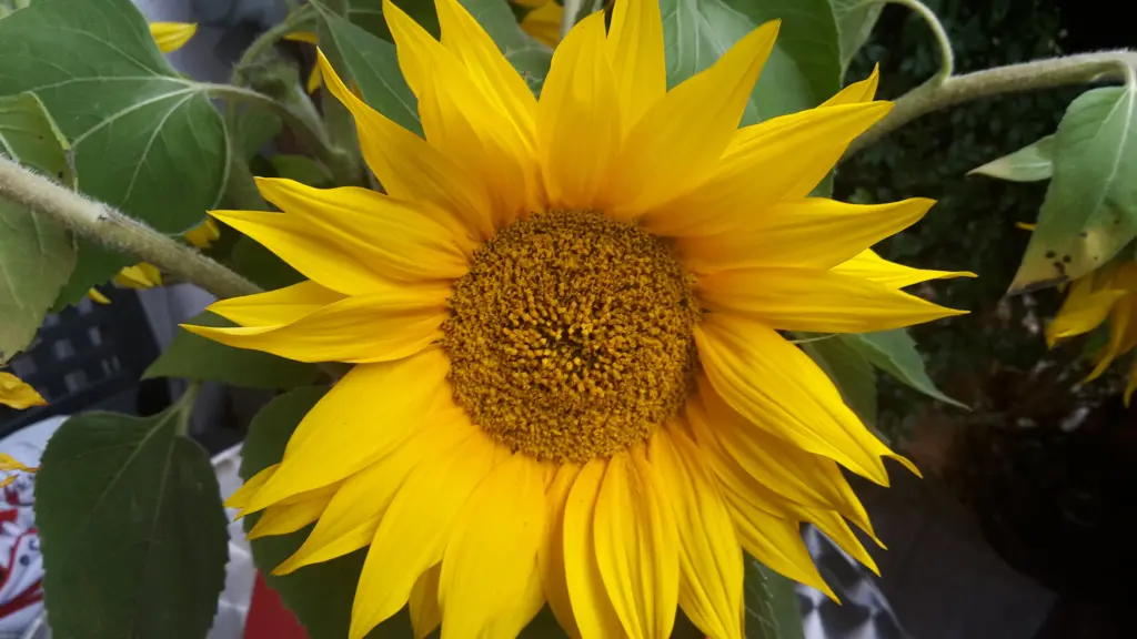 Andachtsbild von Maria & Wolfgang