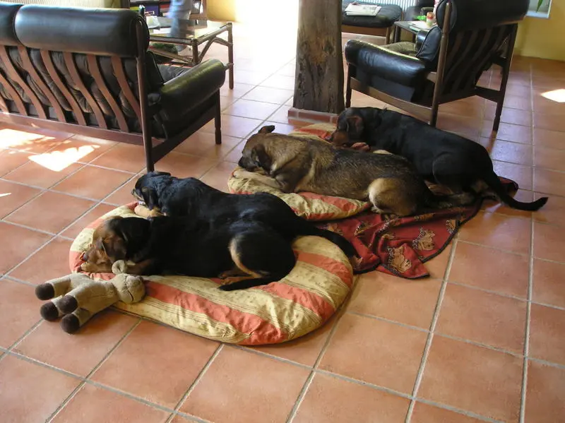 Andachtsbild von Annette mit Biko für Finn