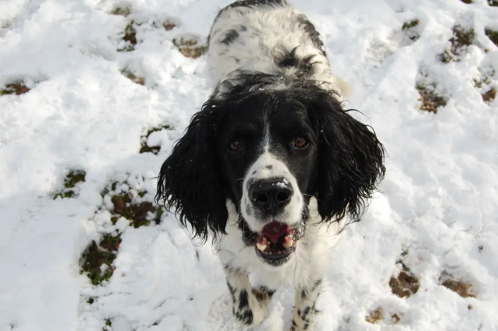 Andachtsbild von Annette