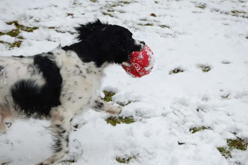 Andachtsbild von Annette mit Biko und Boldi