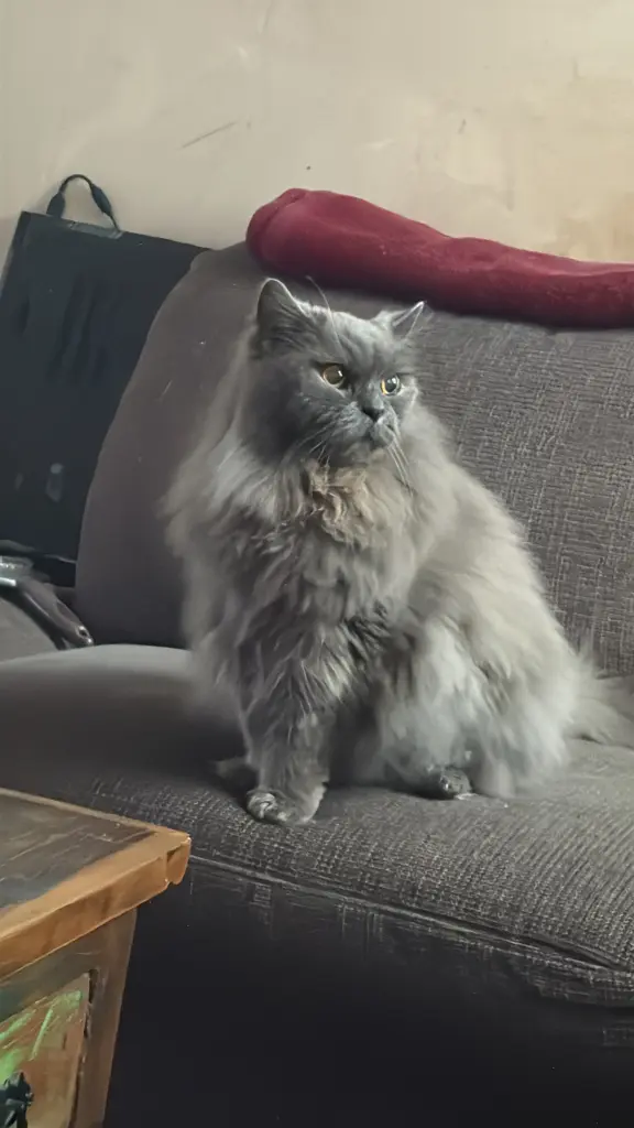 Bild von Miss Sophie
