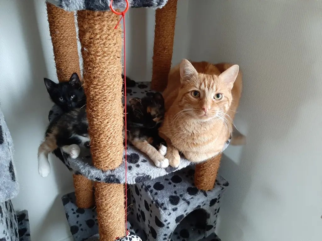 Image from Gismo