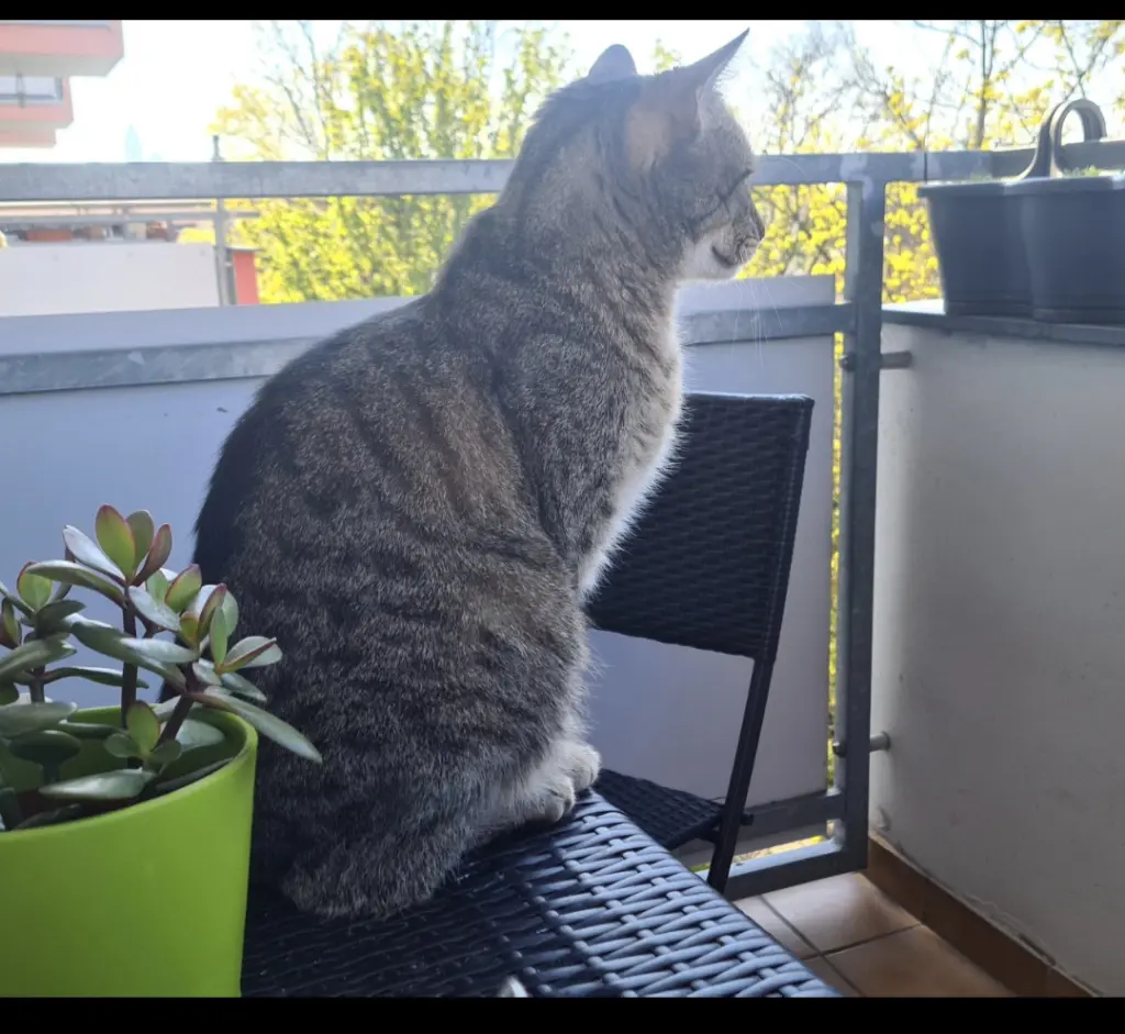 Image from Kuzja