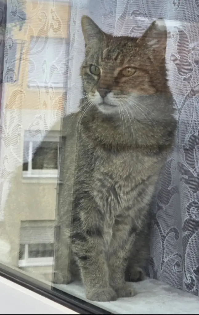 Image from Kuzja