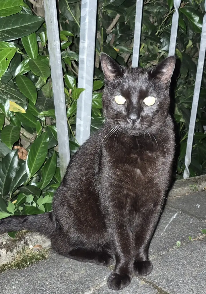 Condolence image of Dajana