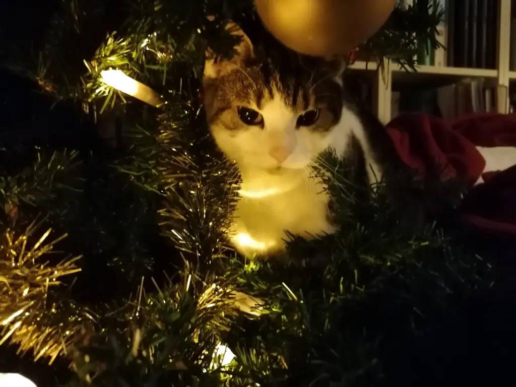 Weihnachten mit Matthew