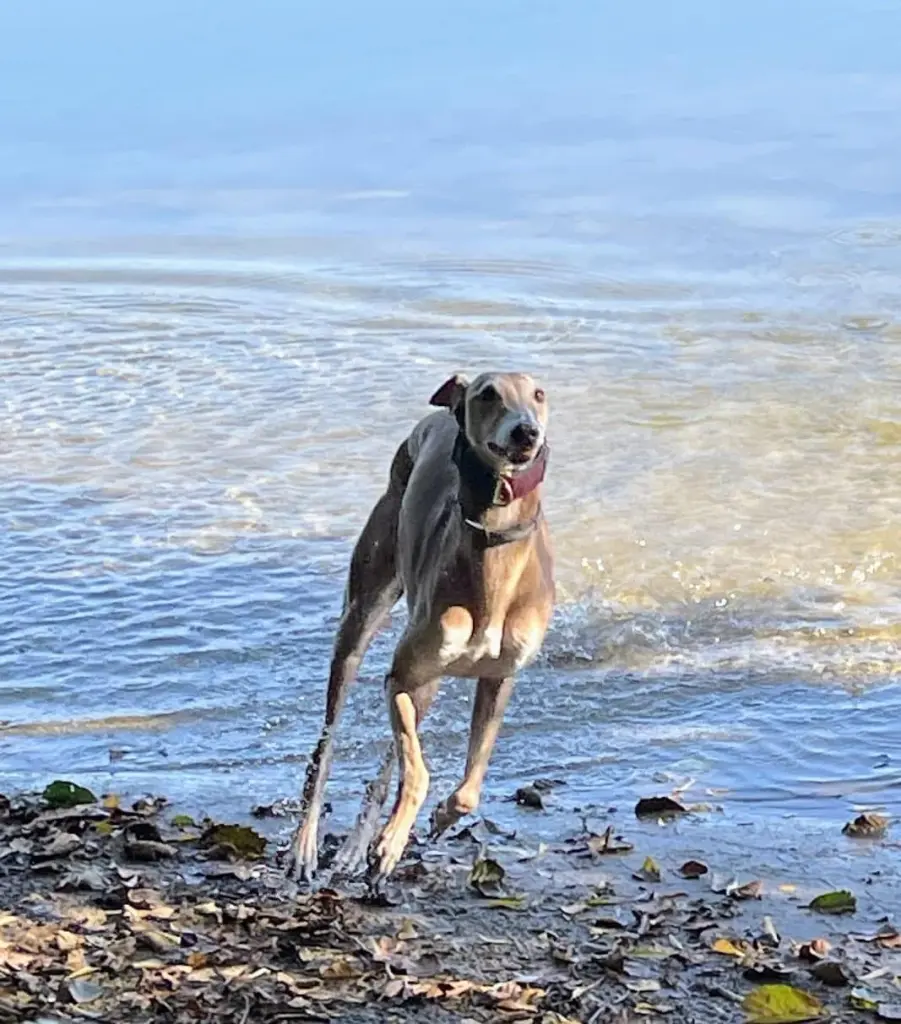 Run free