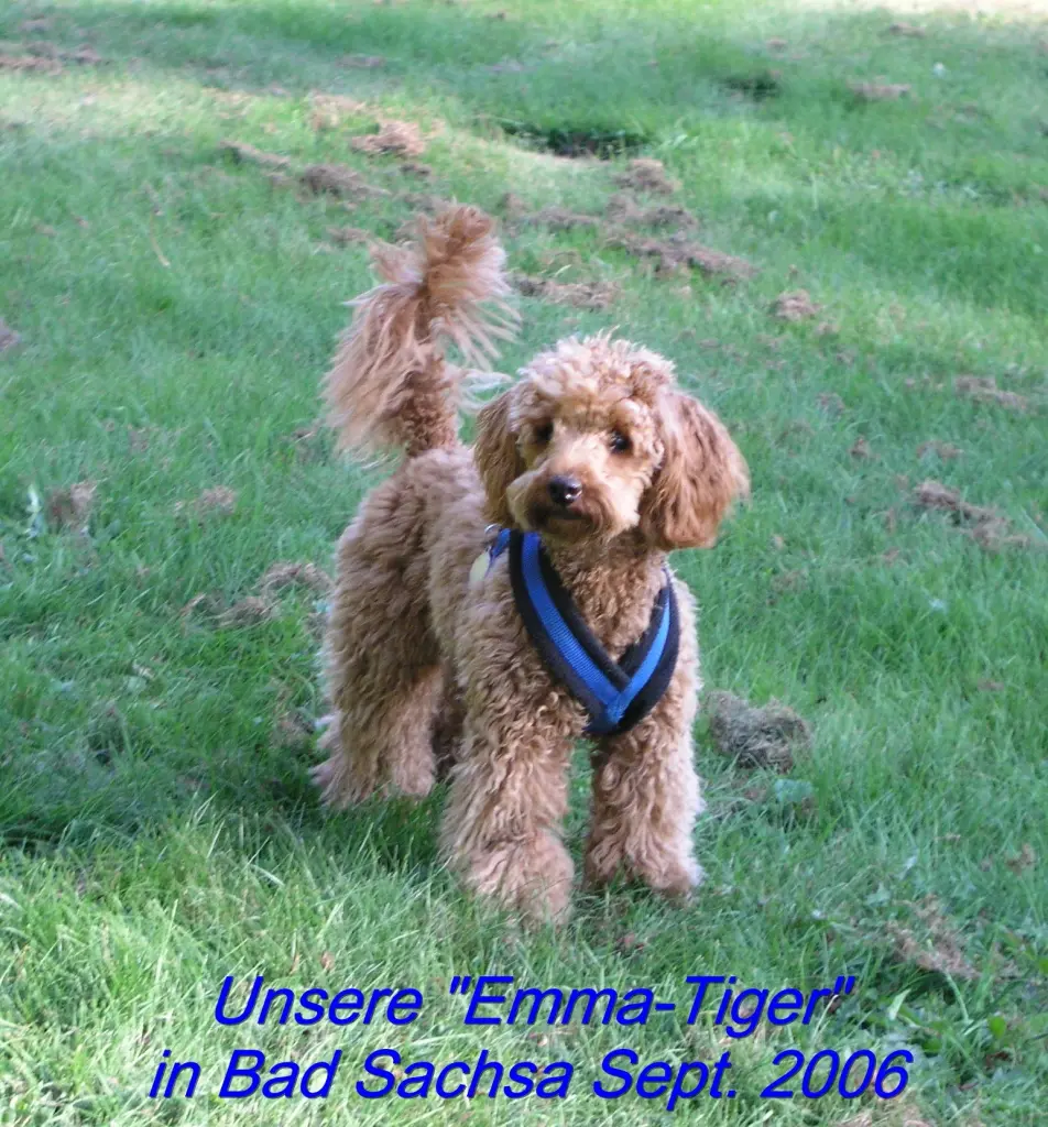 Image from Emma Tiger