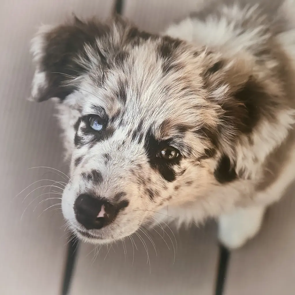 Image from Toffee