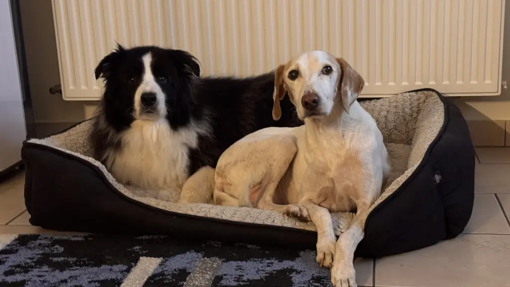 Madox&Lino