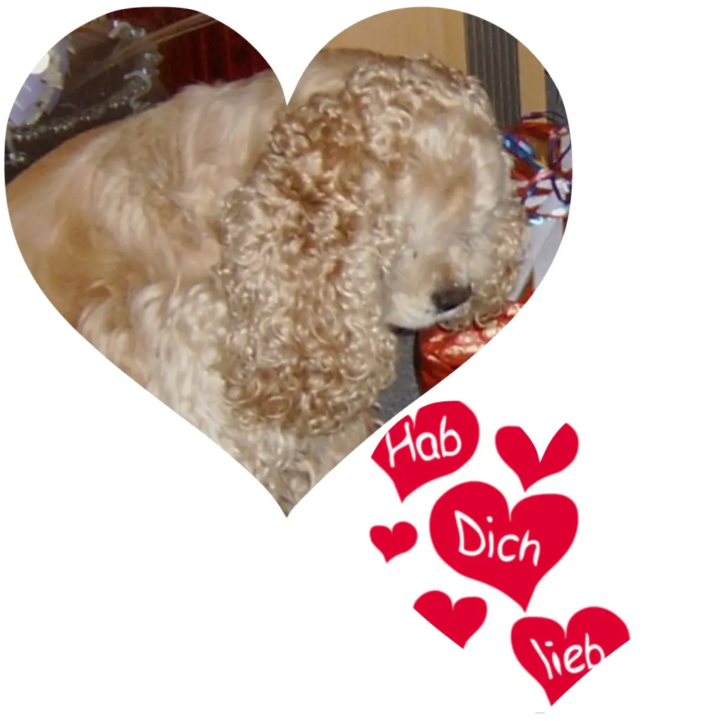 Condolence image of Rosen für Sam ❤️ mit liebevollen Gedanken