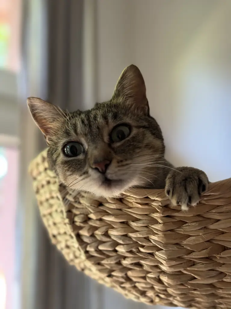 Image from Frida