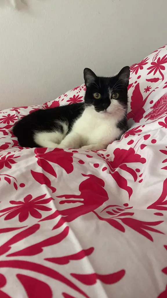 Gemütlich im Bett liegen!