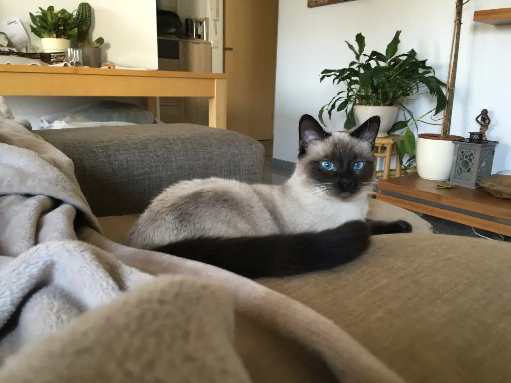 Image from Simba