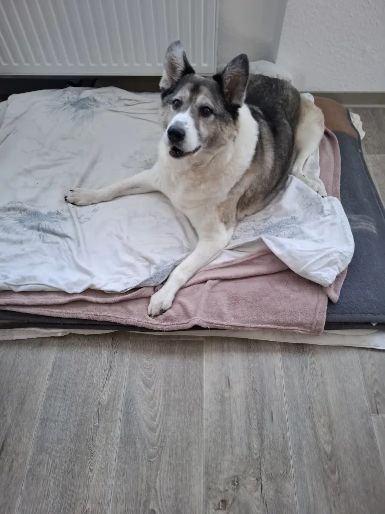 Bild von Tinker