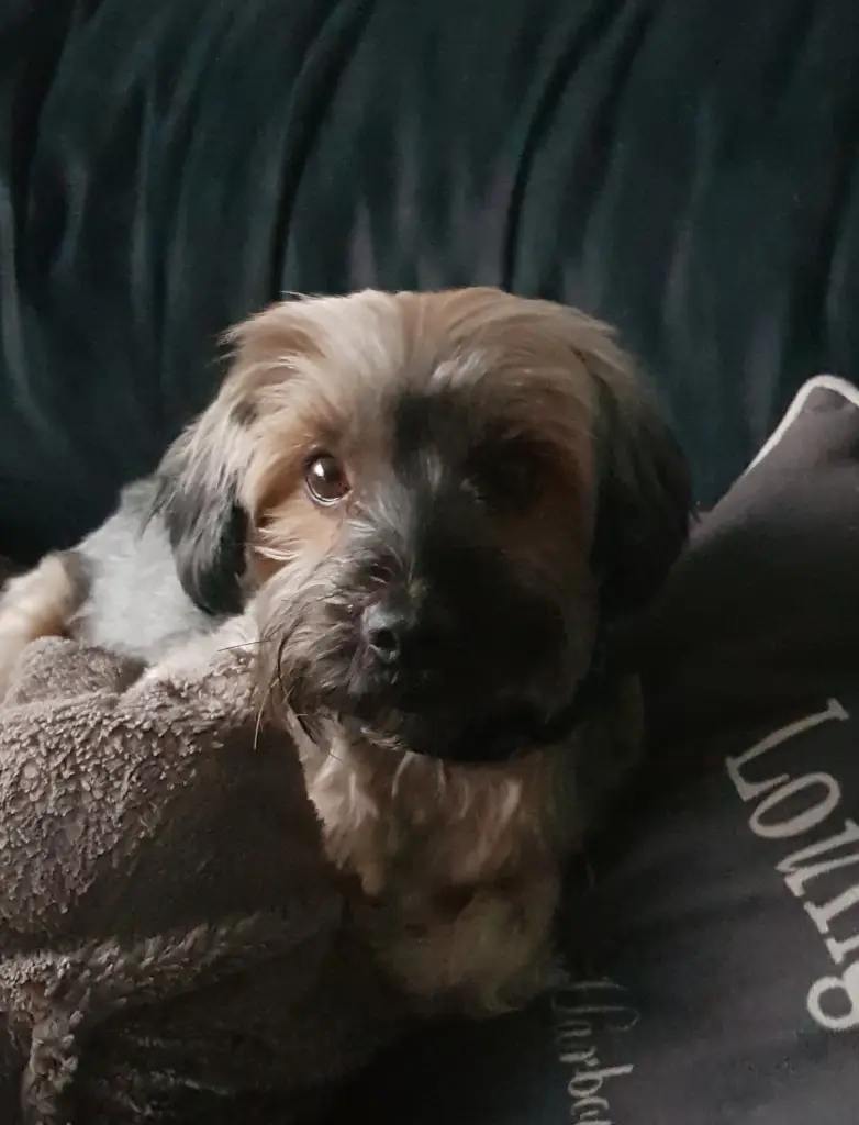 Andachtsbild von Christian und Sabrina mit Yumi