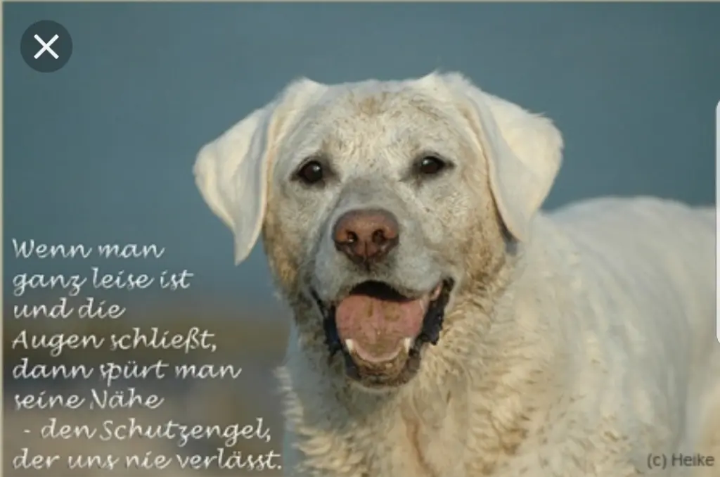 Andachtsbild von Unbekannt