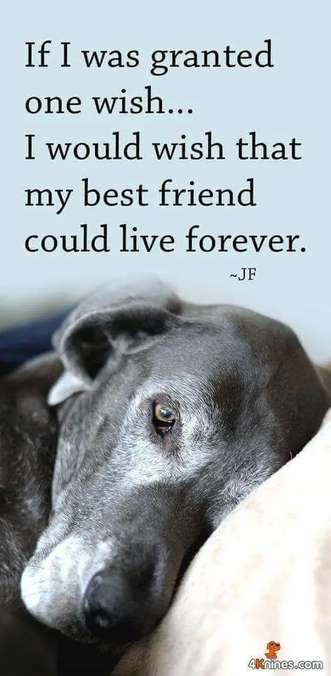 Andachtsbild von Unbekannt