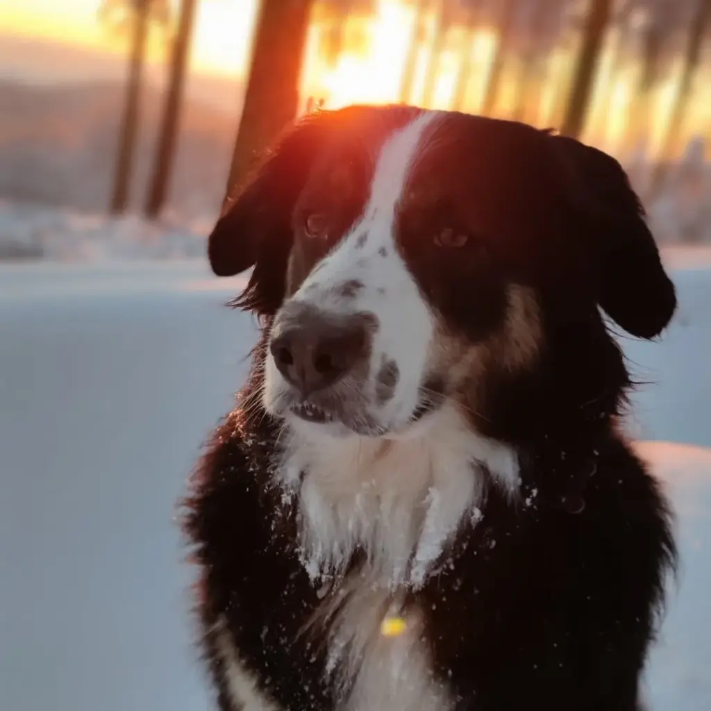 Aber auch den Schnee...