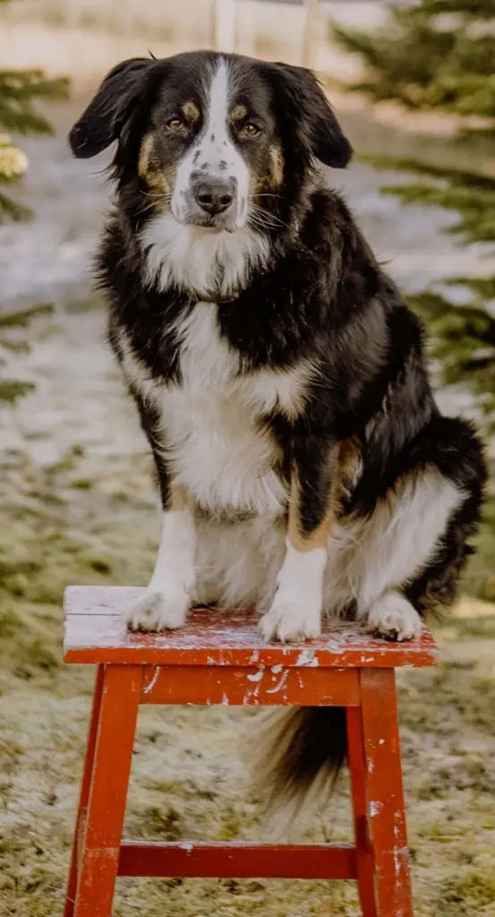 🐶 mein Seelenhund