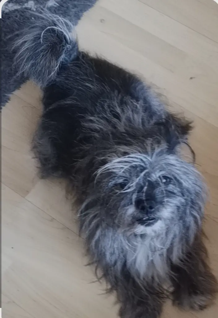 Bild von Mogli