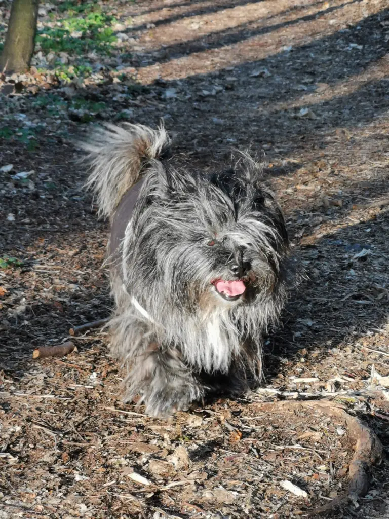 Bild von Mogli