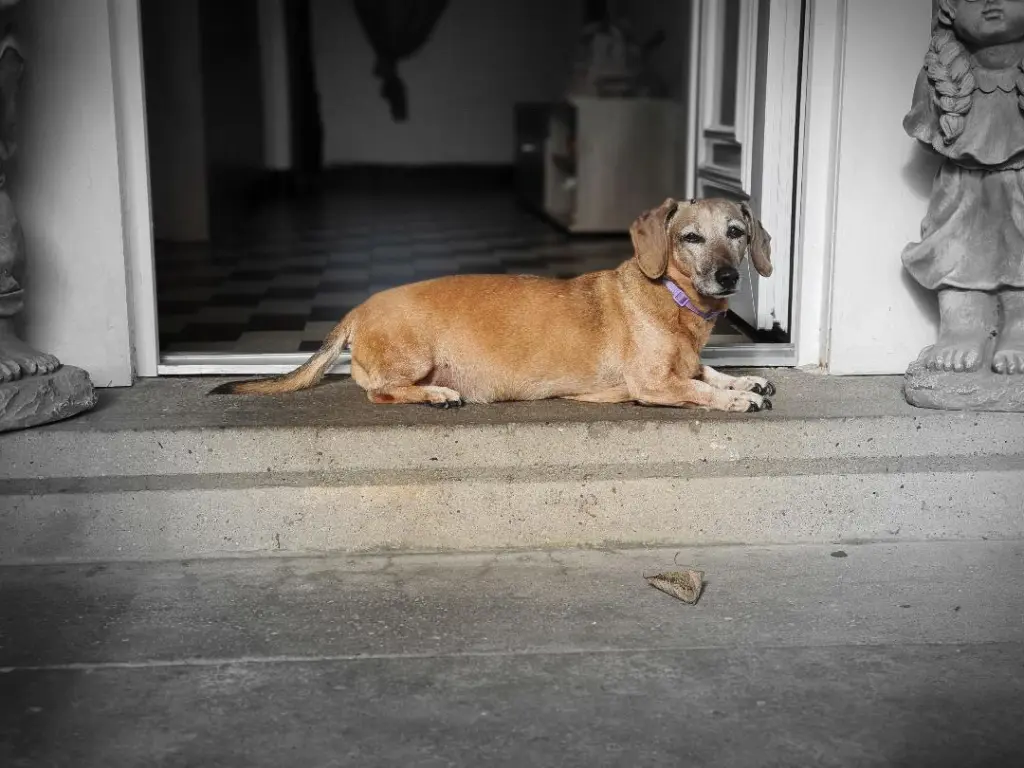 Condolence image of Enza