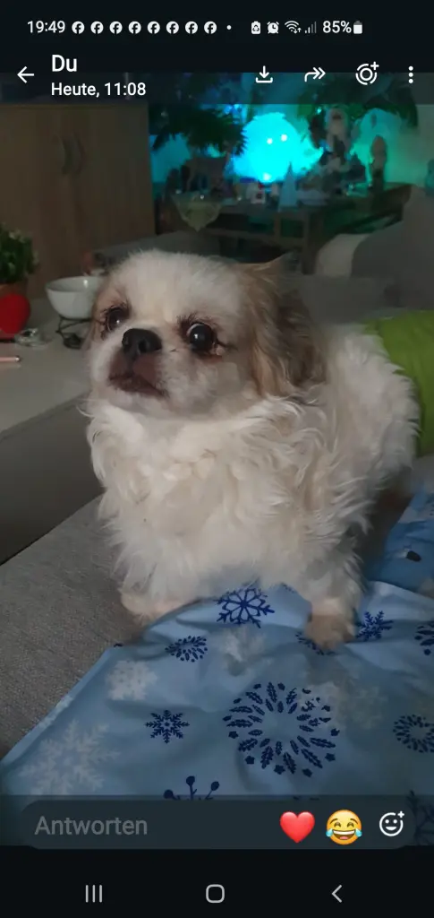 Dein letztes Bild 😭 1 Stunde später bist du über die 🌈😭🙏 gegangen 😭
