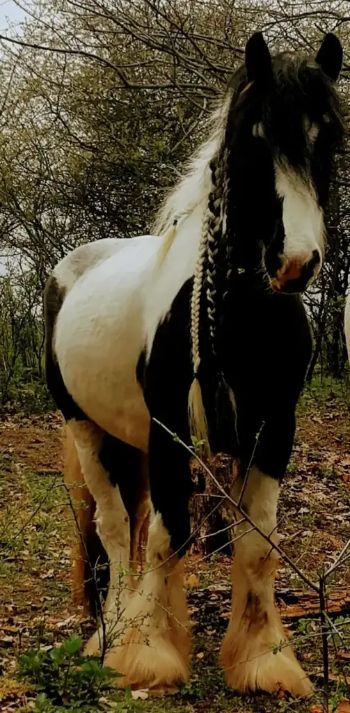 Image from Cookie