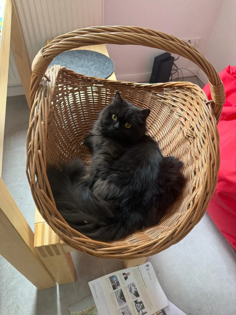 Image from Balu