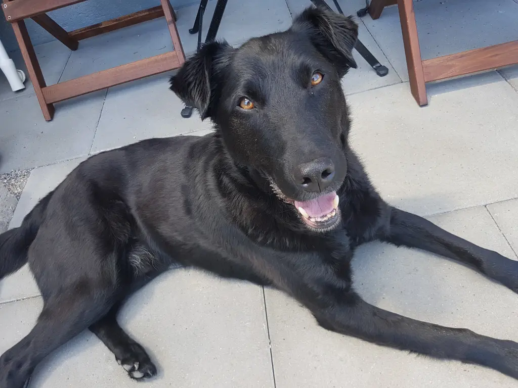 Bild von Samu