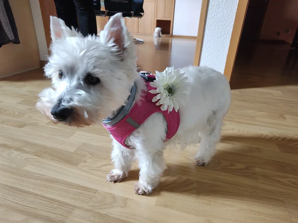 Bild von Lisa